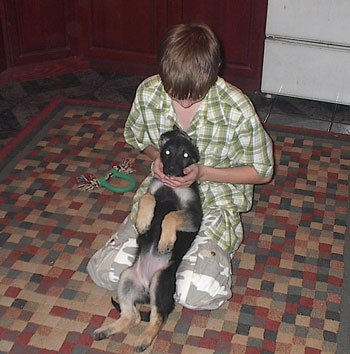 German_Shepherd_puppy
